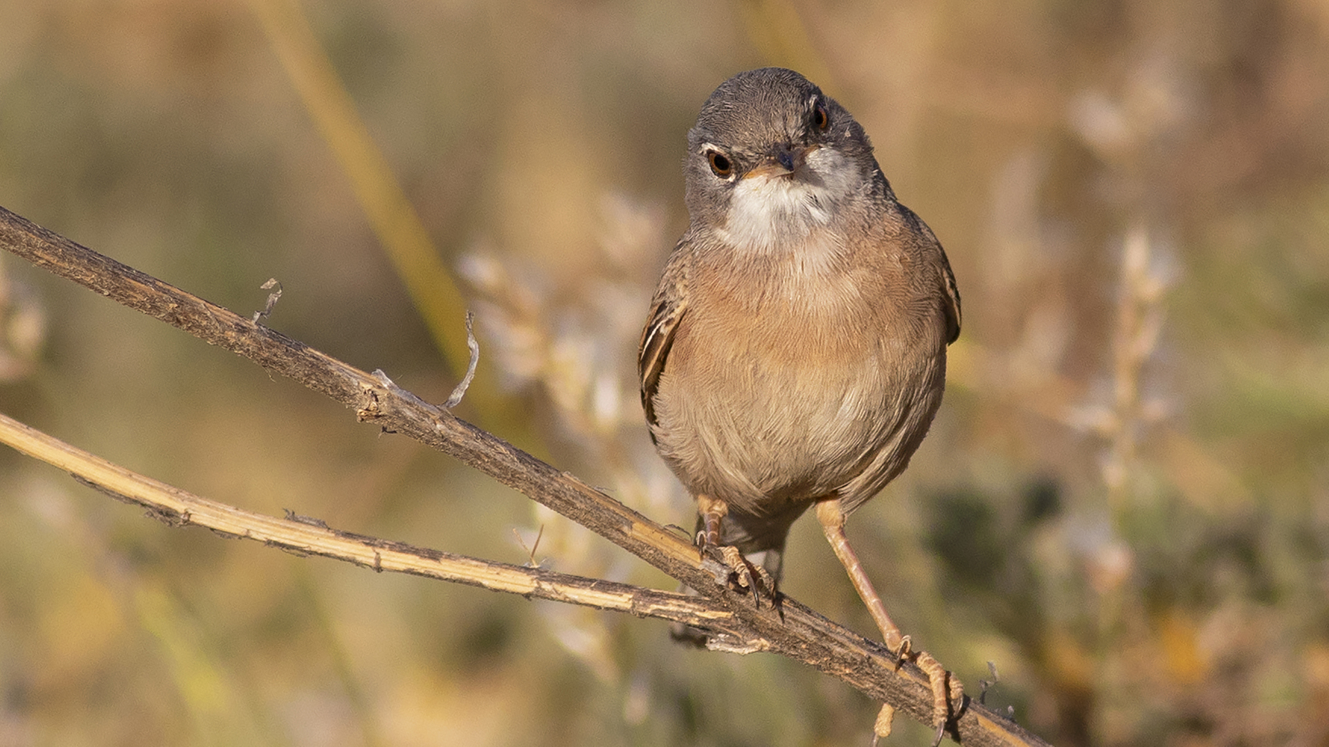 Spectacled Warbler